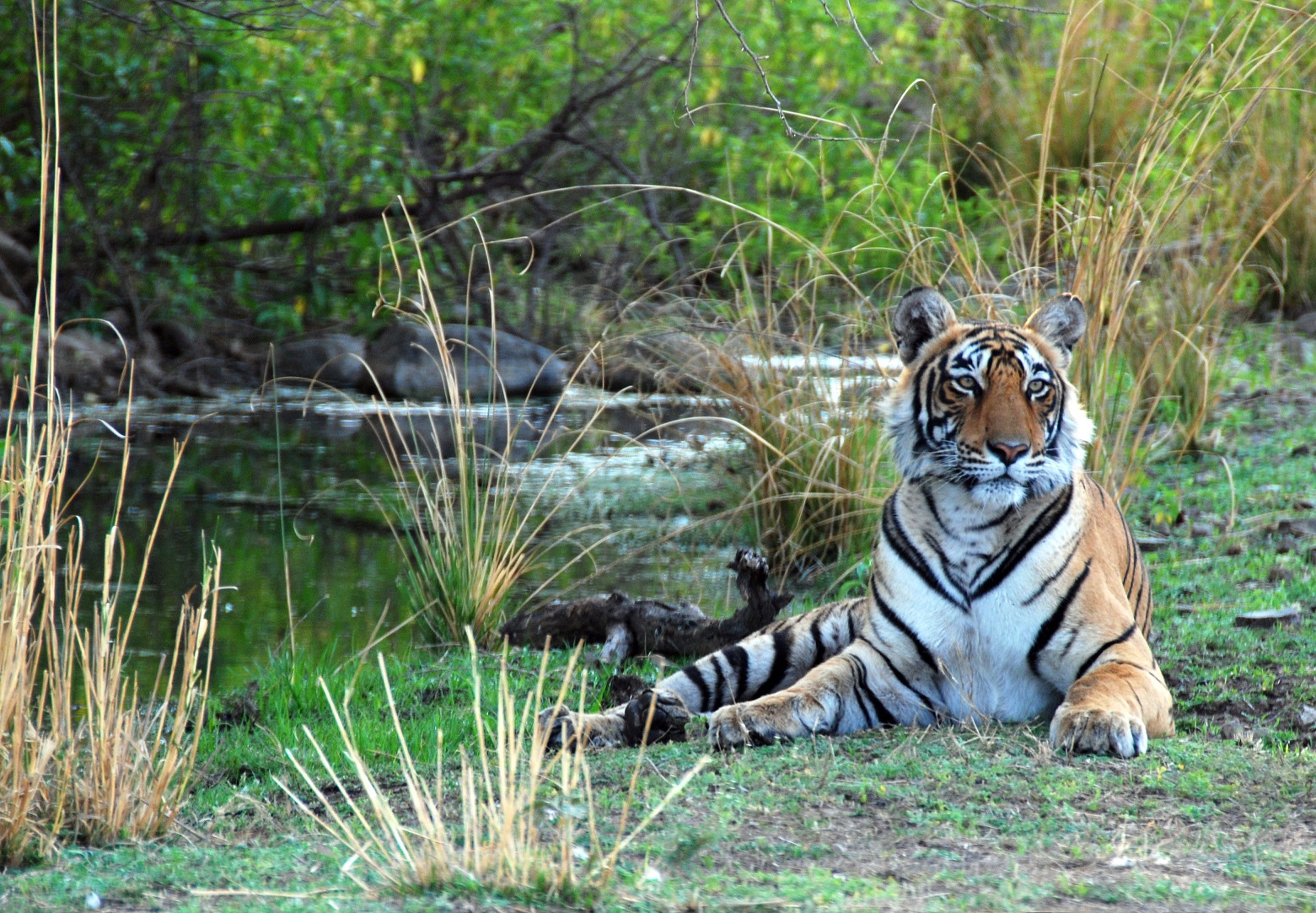 Ranthambore