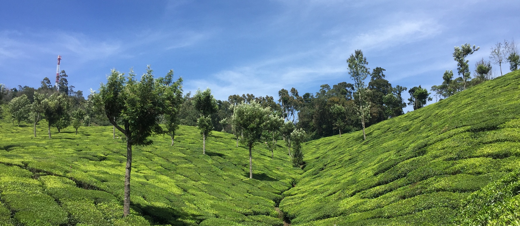 Munnar Jungle Trek