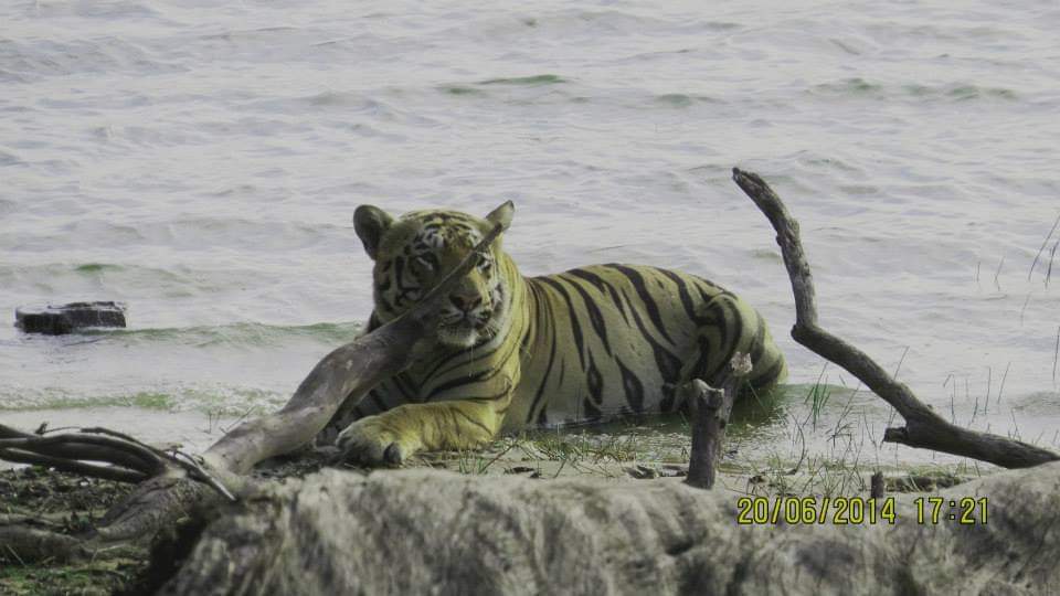 Tadoba